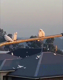 50b2d34962590654af62ce1e70725daa_903517.gif