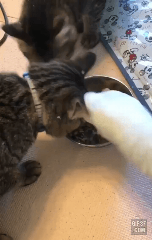 6ee46528c56c894c0b17cc2f80dd49d8_845025.gif