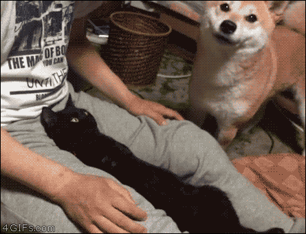 8971194e9f19a39ac0fa40d81ee51a33_251464.gif