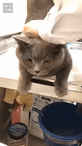 162c0cfbf88d43035cd0c32e2e98c445_130622.gif
