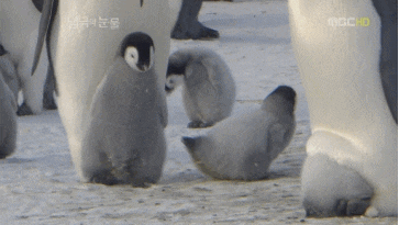f79de1082511d48ae55c1231d79faabc_881895.gif