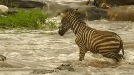 16c913d6949aa8f3f7f5a39289140f79_823505.gif