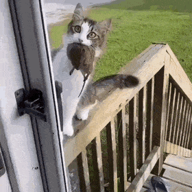 ab0f472a53f9ff36df73ac44be0a68cf_510300.gif