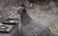 af534aa5edc136745c5c6536678af5b7_957253.gif