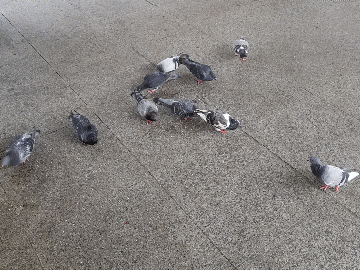 fe42ef7429c3c863ad68351557844be2_864661.gif