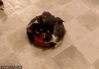 a4421a2f79a14622615e812ba32d20fb_163811.gif