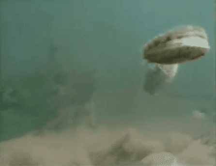 052fb0631dfe449d5952fb41b5d1ce1e_831803.gif