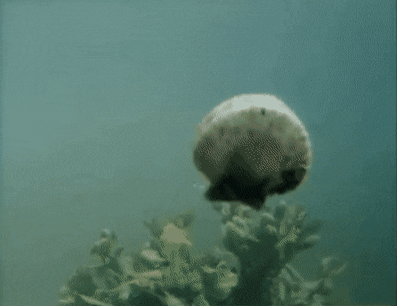 31a107589703ebb2a26b0f66855a49e2_975432.gif
