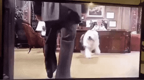ebdb83222060db28b5a23e83d16d91a4_812999.gif