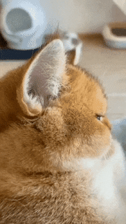 72979193f81820b842d1038efce6382e_911777.gif