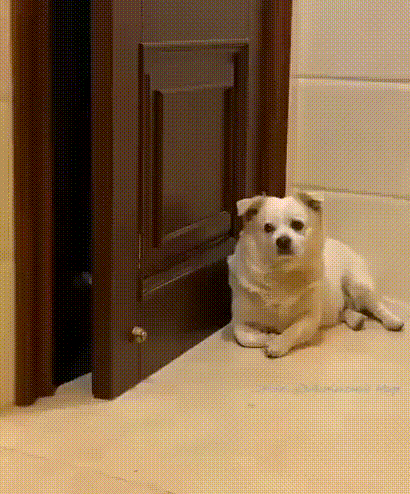 19602d9d92f22e3d6dbcdc4a2e87271e_559646.gif