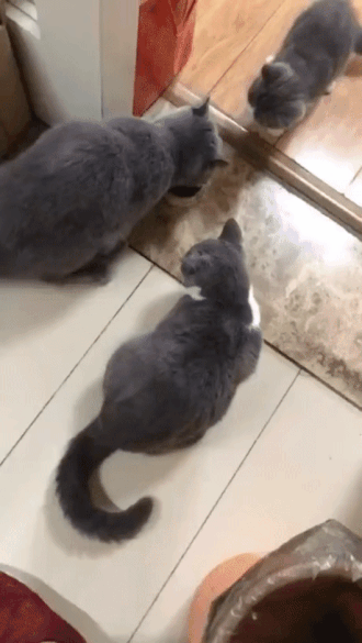 52b94fb467468e2f4facbfbf8ec44350_791087.gif