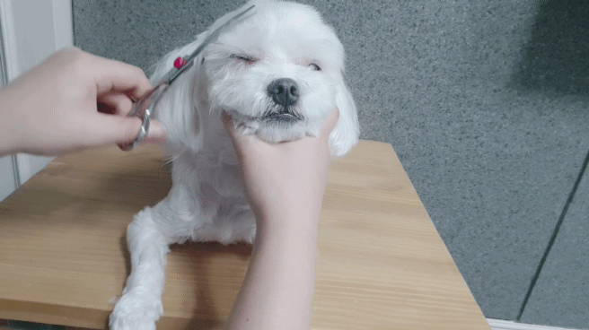 04d9ae8961e61b0f6252d2d779e2fc28_690889.gif
