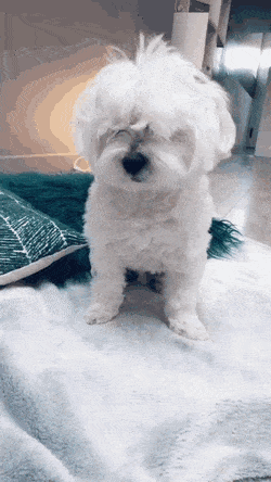 347874eaf4ed01bb8bccebf5c1f0fa42_599542.gif