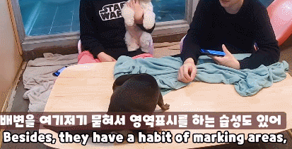 a209a1040b9f28236ccbf6b48cd87733_730488.gif