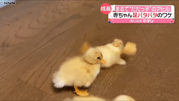 c34f74d278a7c5948a01d32c0f888405_261992.gif
