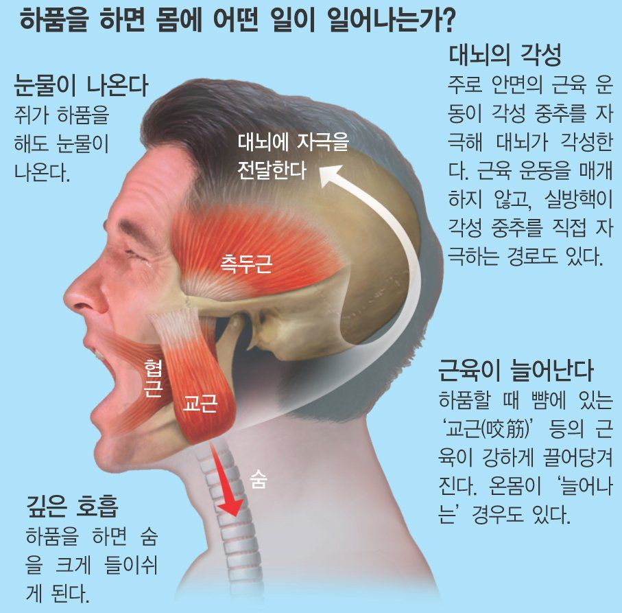 [유머] 하아품 -  와이드섬