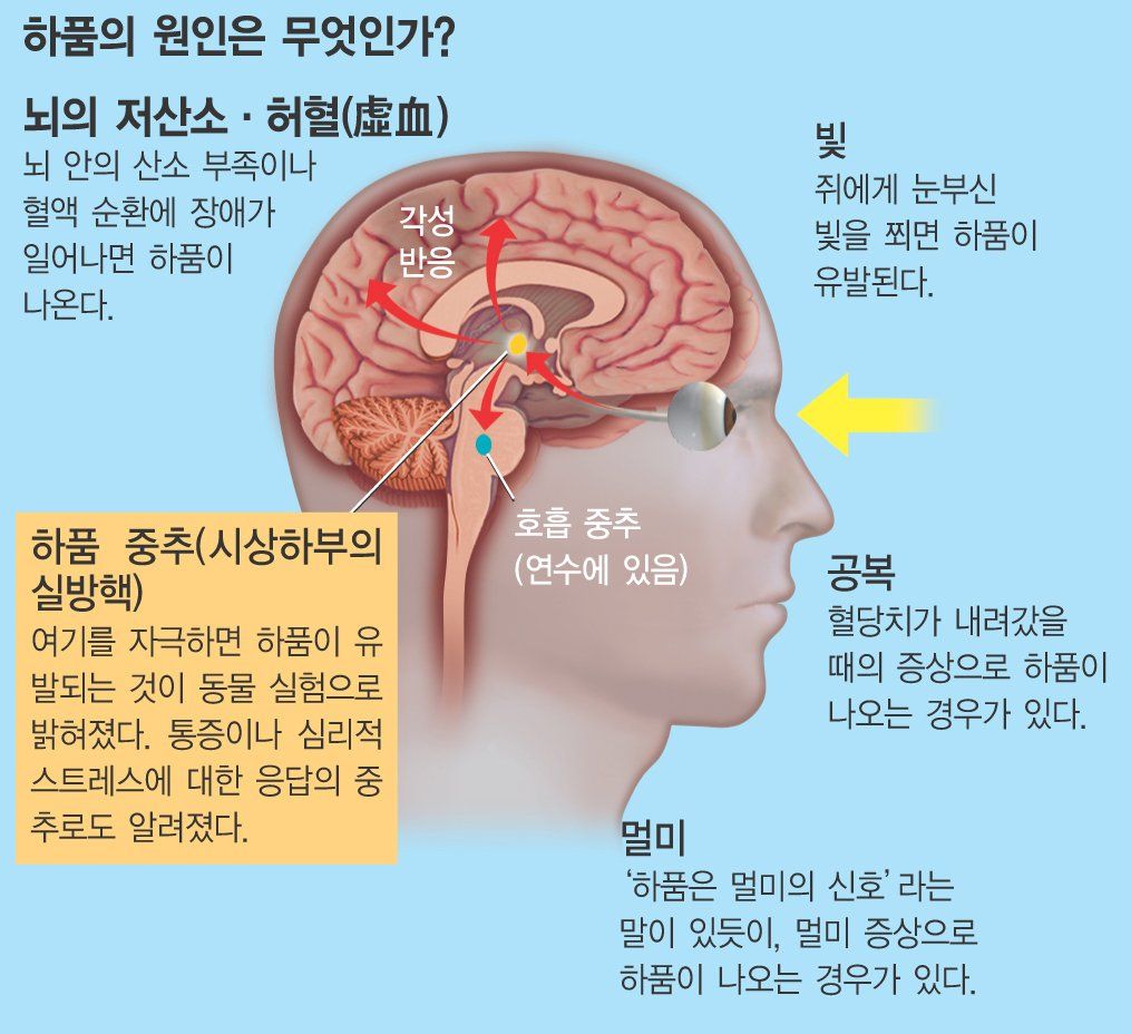 [유머] 하아품 -  와이드섬