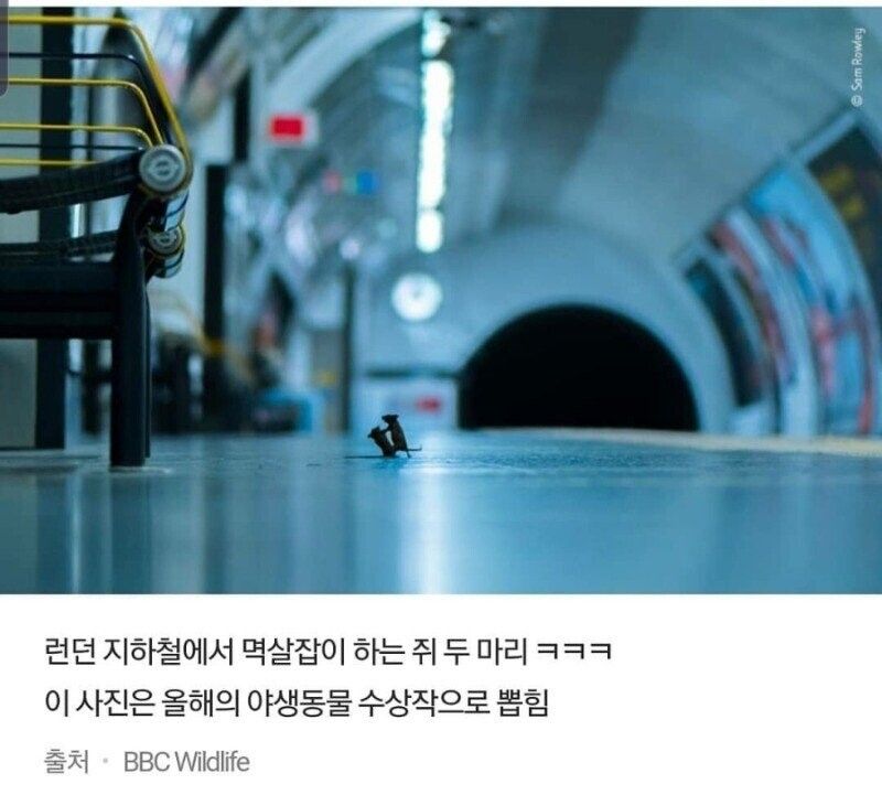[유머] 시골쥐와 서울쥐 댓글 문학 걸작선 -  와이드섬