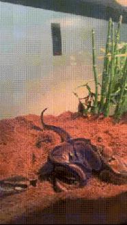 438d1a3d472a8653e4a31897b55561db_213438.gif