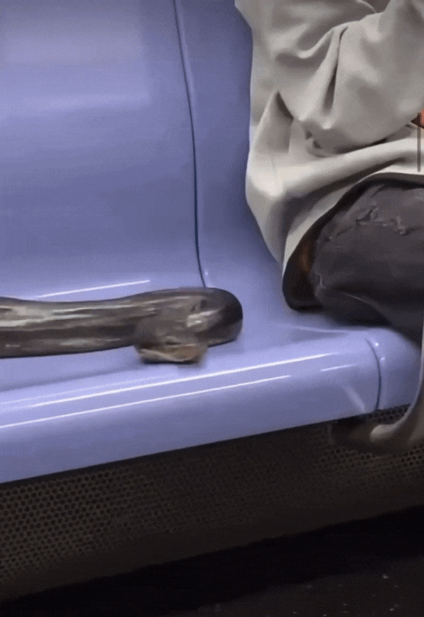 b429a329c587385efd05939a2c3c4fe3_630378.gif