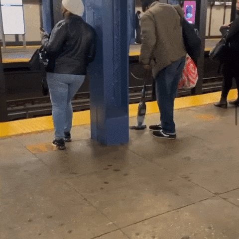 f86c6c70819f4fb94d5de0e6b998d72d_362748.gif