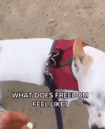 9e24cf299a410190bcb8d8b7f17e476d_103834.gif