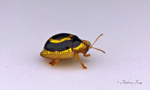 a1064e757fff7e667596ab264b5e23f4_809816.gif