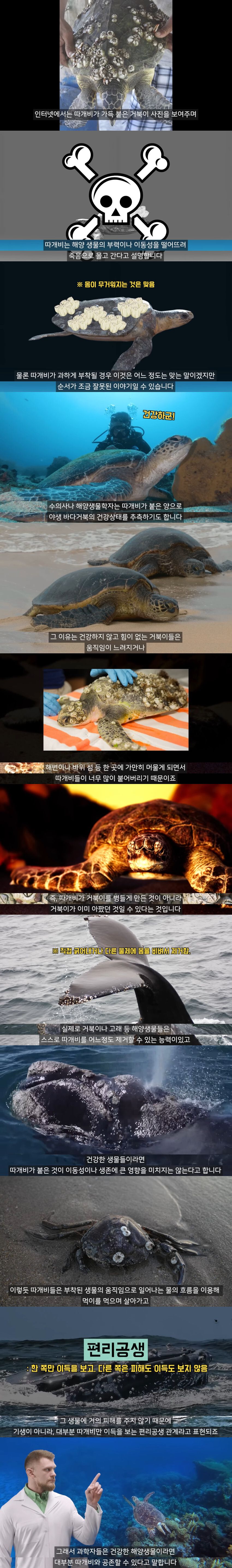 [유머] 따개비는 정말 거북이에게 피해를 줄까? -  와이드섬