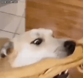 ea4d9208c1c8edf267fc7a385d5584e5_438405.gif