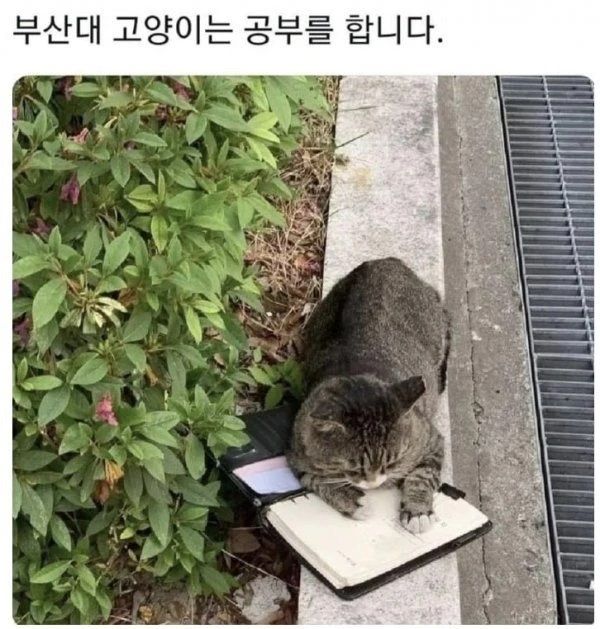 [유머] 전국 대학교 냥이 자랑대회 -  와이드섬