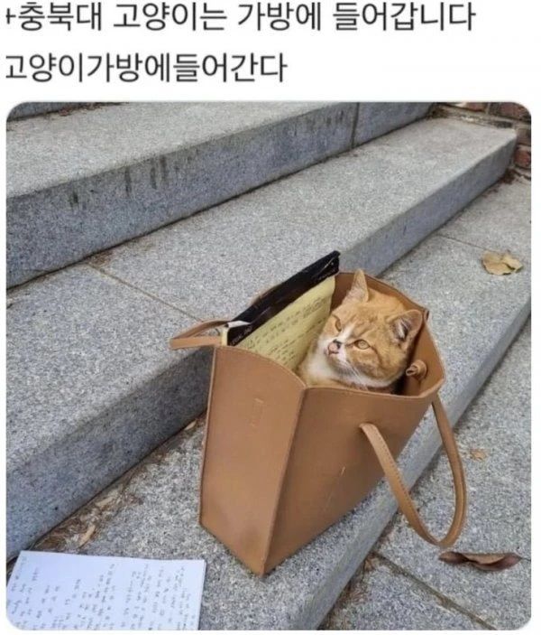 [유머] 전국 대학교 냥이 자랑대회 -  와이드섬