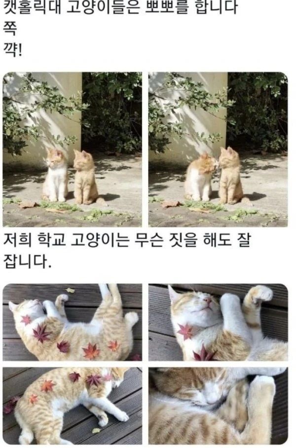 [유머] 전국 대학교 냥이 자랑대회 -  와이드섬